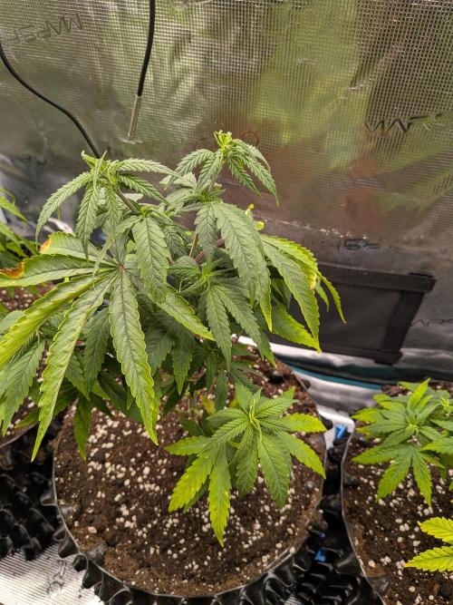Amnesia Haze. Week 8