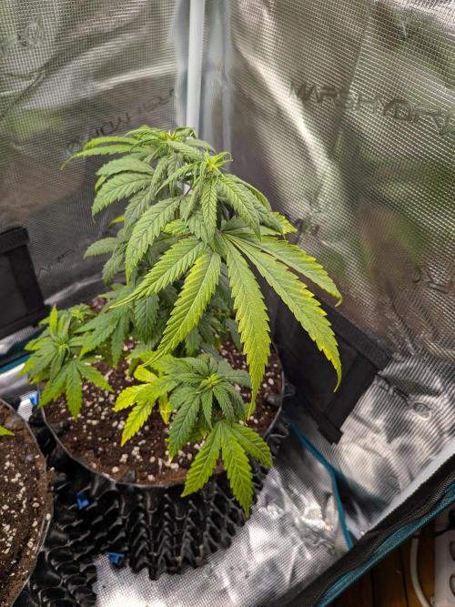 Amnesia Haze. Week 8