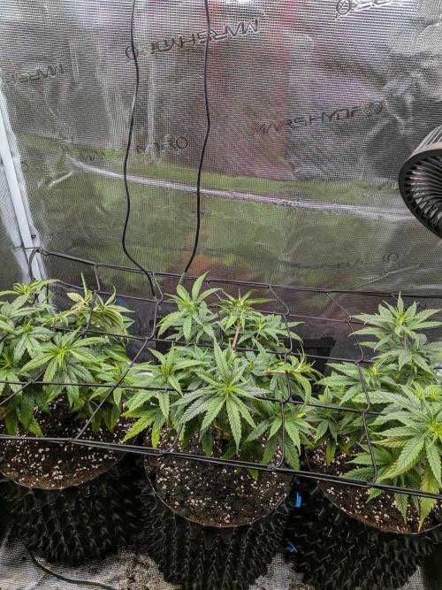 Amnesia Haze. Week 9