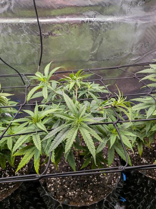 Amnesia Haze. Week 9