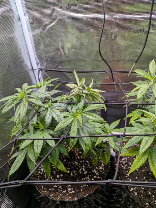 Amnesia Haze. Week 9