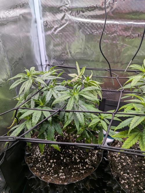 Amnesia Haze. Week 9