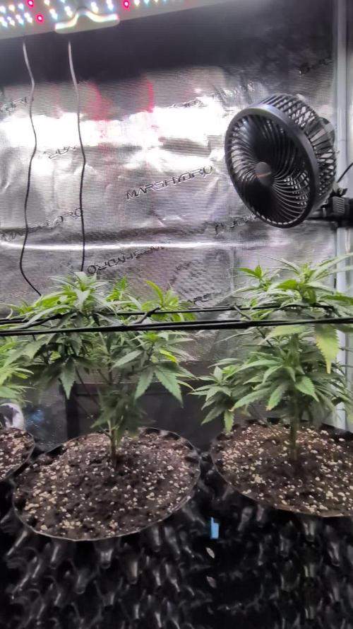 Amnesia Haze