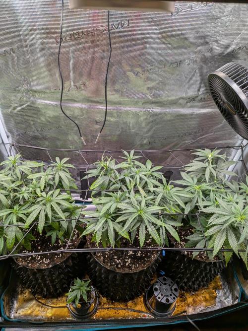 Amnesia Haze. Week 10