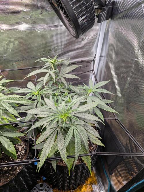 Amnesia Haze. Week 10