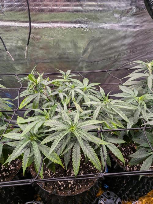 Amnesia Haze. Week 10