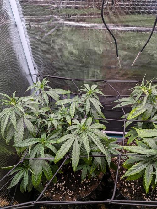 Amnesia Haze. Week 10