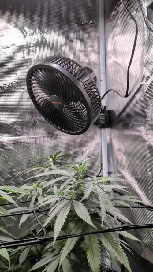 Amnesia Haze