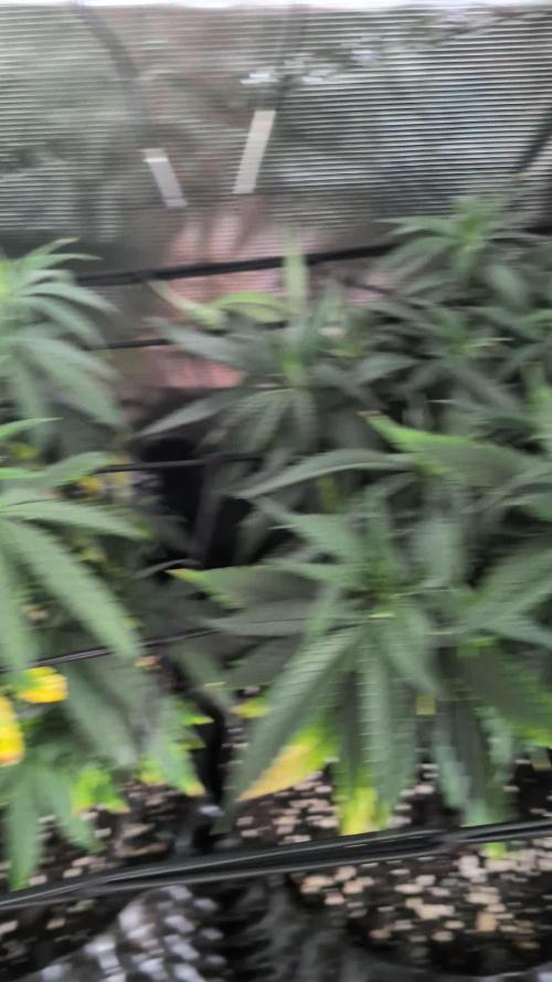 Amnesia Haze