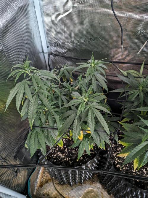 Amnesia Haze. Week 11