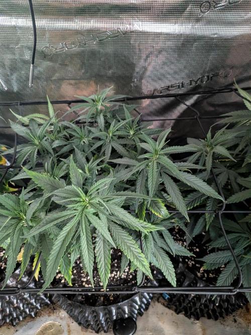 Amnesia Haze. Week 11