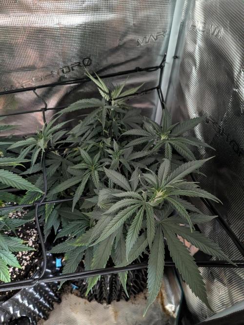Amnesia Haze. Week 11