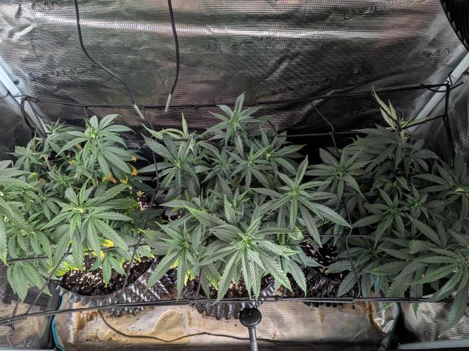 Amnesia Haze. Week 11