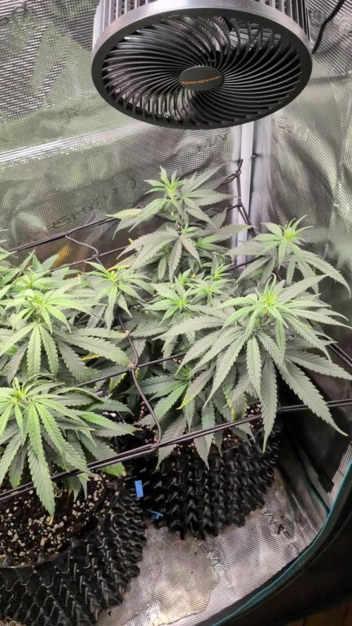Amnesia Haze