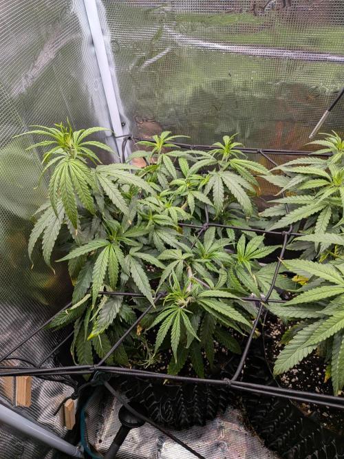 Amnesia Haze. Week 12