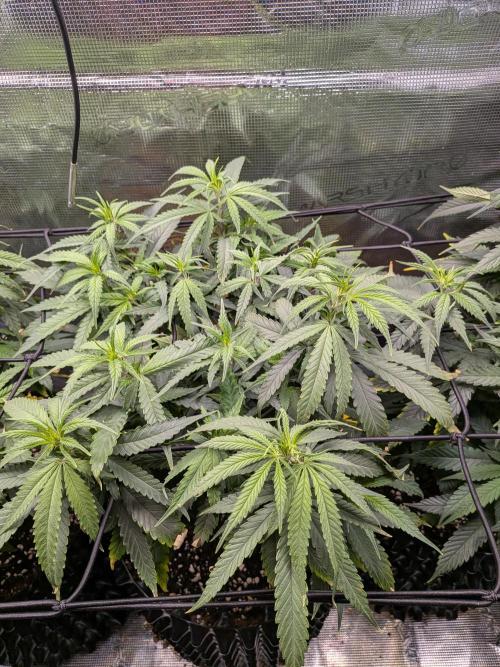 Amnesia Haze. Week 12