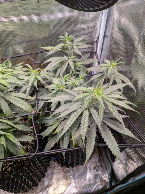 Amnesia Haze. Week 12