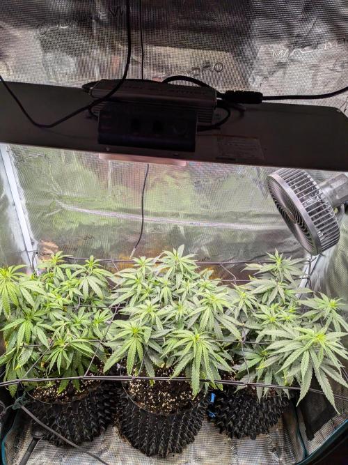 Grow Tent 120x50x190cm (4'x1.6'x6.3'). Week 12