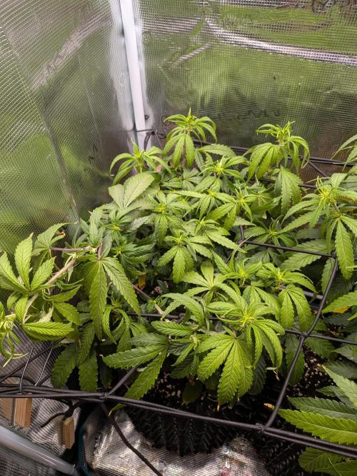 Amnesia Haze. Week 13