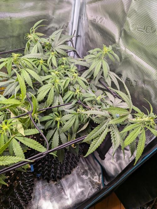 Amnesia Haze. Week 13