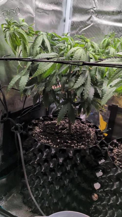 Amnesia Haze