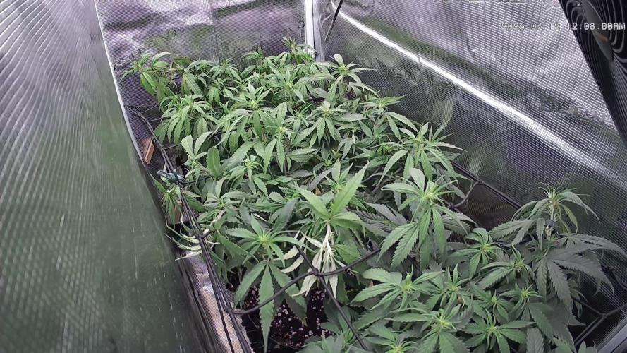 Grow Tent 120x50x190cm (4'x1.6'x6.3'). Week 13