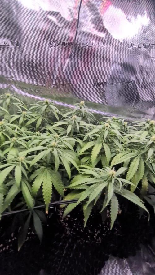 Amnesia Haze