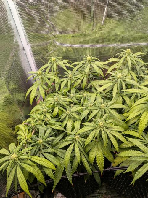 Amnesia Haze. Week 14