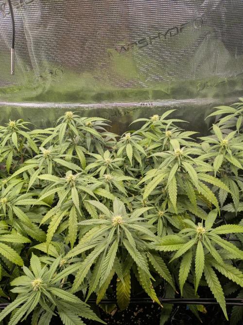 Amnesia Haze. Week 14