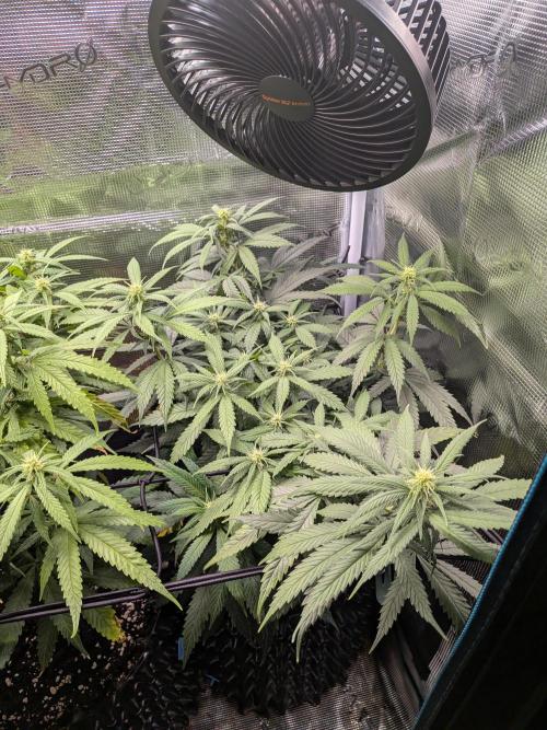 Amnesia Haze. Week 14