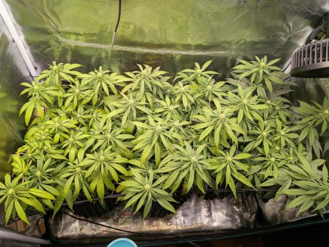 Amnesia Haze. Week 14