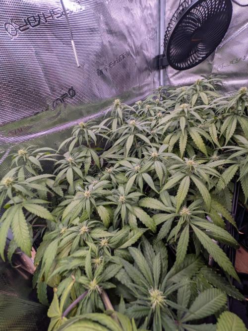 Amnesia Haze. Week 14