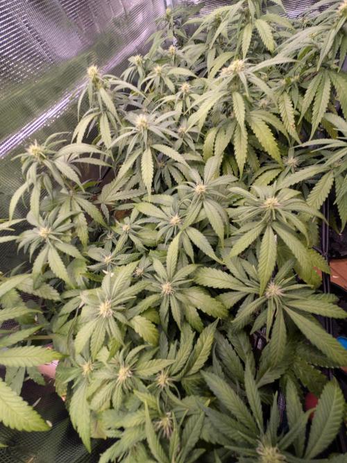 Amnesia Haze. Week 14