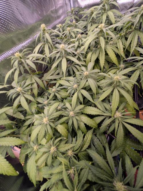 Amnesia Haze. Week 14
