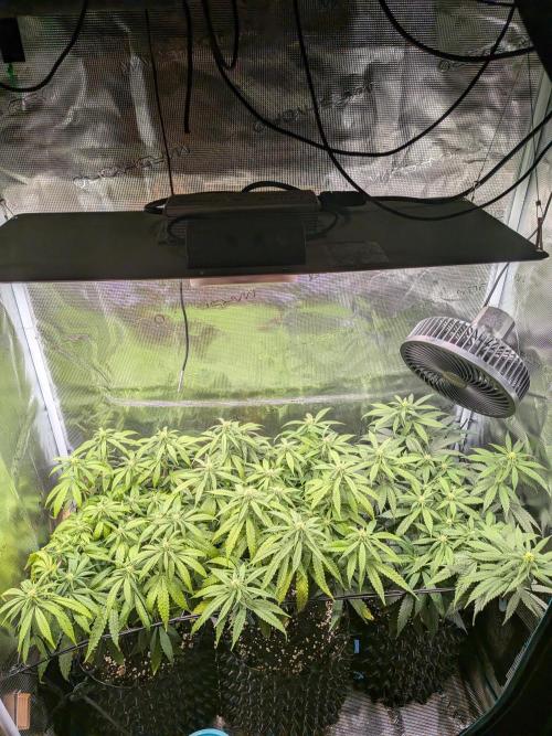 Amnesia Haze. Week 14