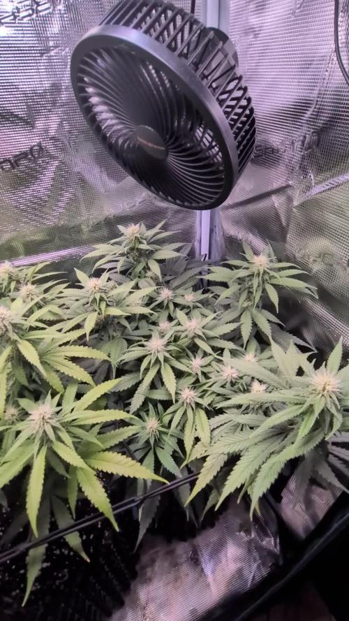 Amnesia Haze
