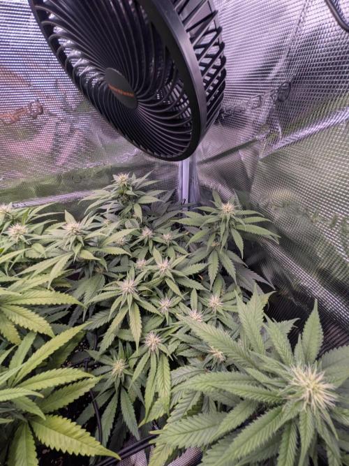 Amnesia Haze. Week 15