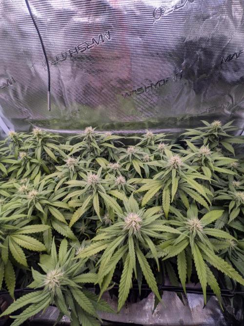 Amnesia Haze. Week 15