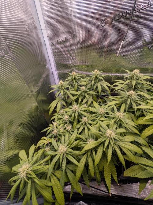 Amnesia Haze. Week 15