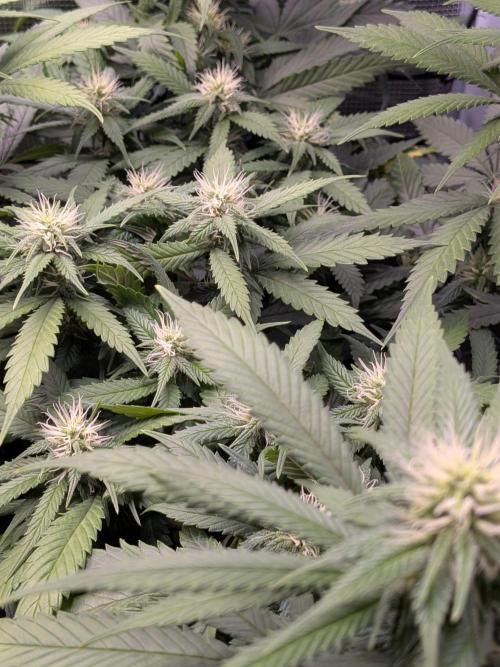 Amnesia Haze. Week 15