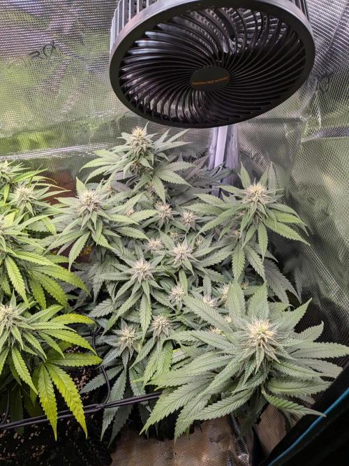 Amnesia Haze. Week 16