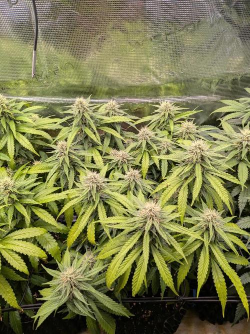 Amnesia Haze. Week 16