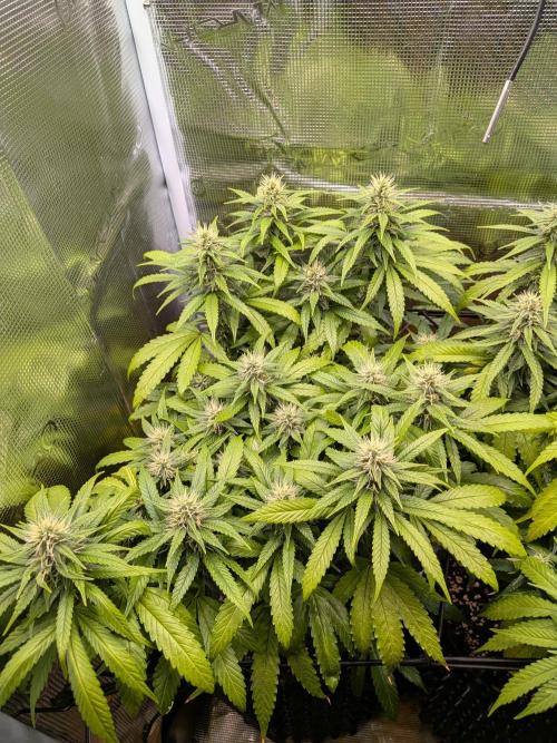 Amnesia Haze. Week 16