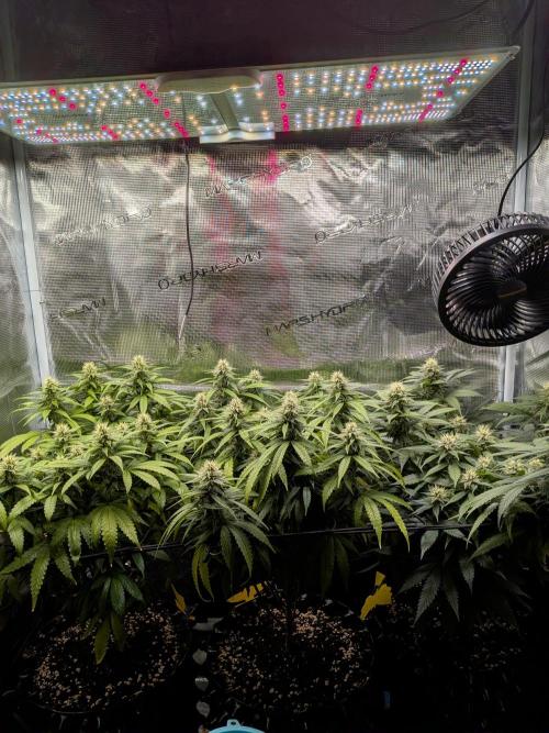 Amnesia Haze. Week 16