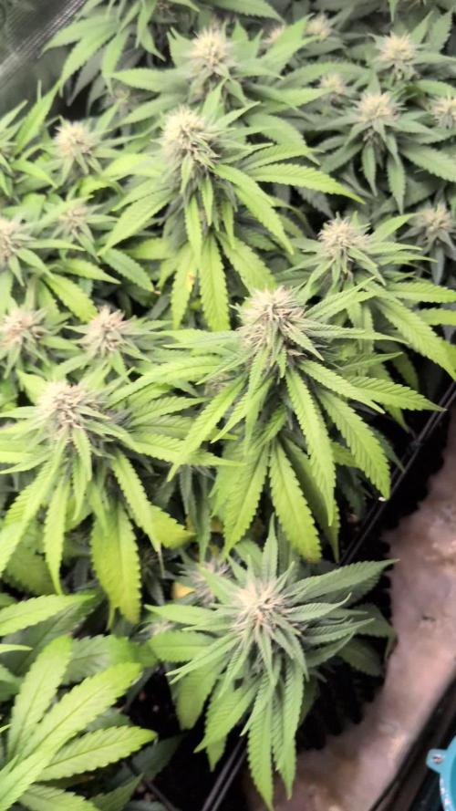 Amnesia Haze