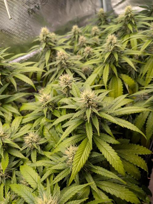 Amnesia Haze. Week 16