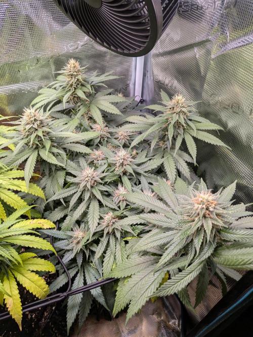 Amnesia Haze. Week 17