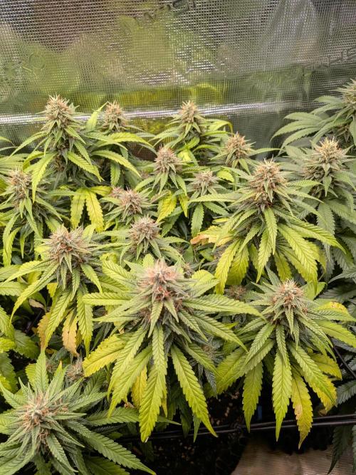 Amnesia Haze. Week 17