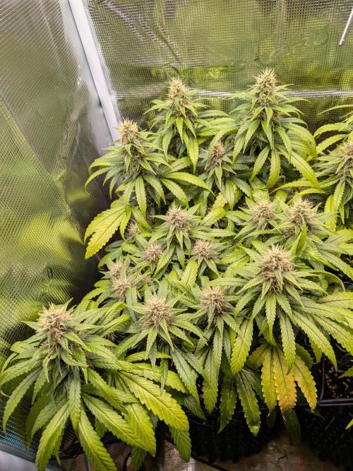Amnesia Haze. Week 17
