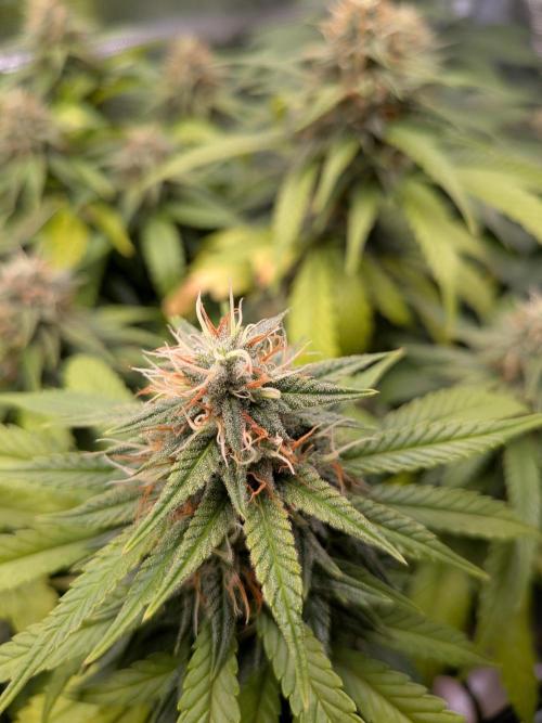 Amnesia Haze. Week 17